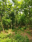 Fiatal  sarj erdő